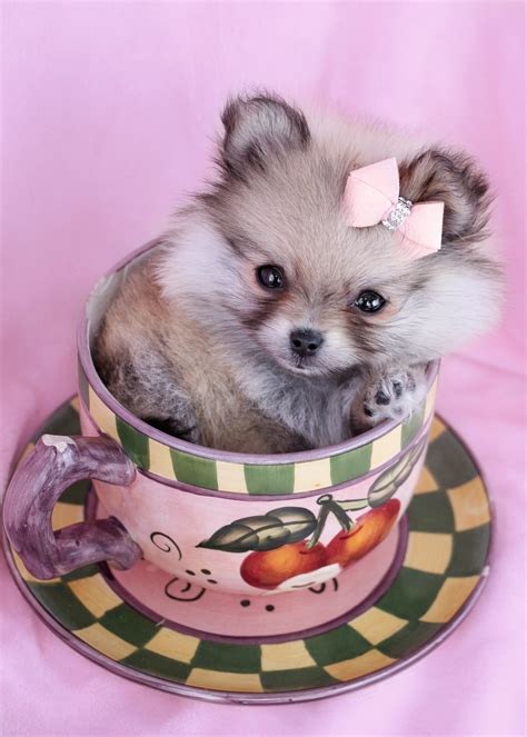 pomeranian puppies for sale in denver colorado|teacup pomeranians puppies for sale.